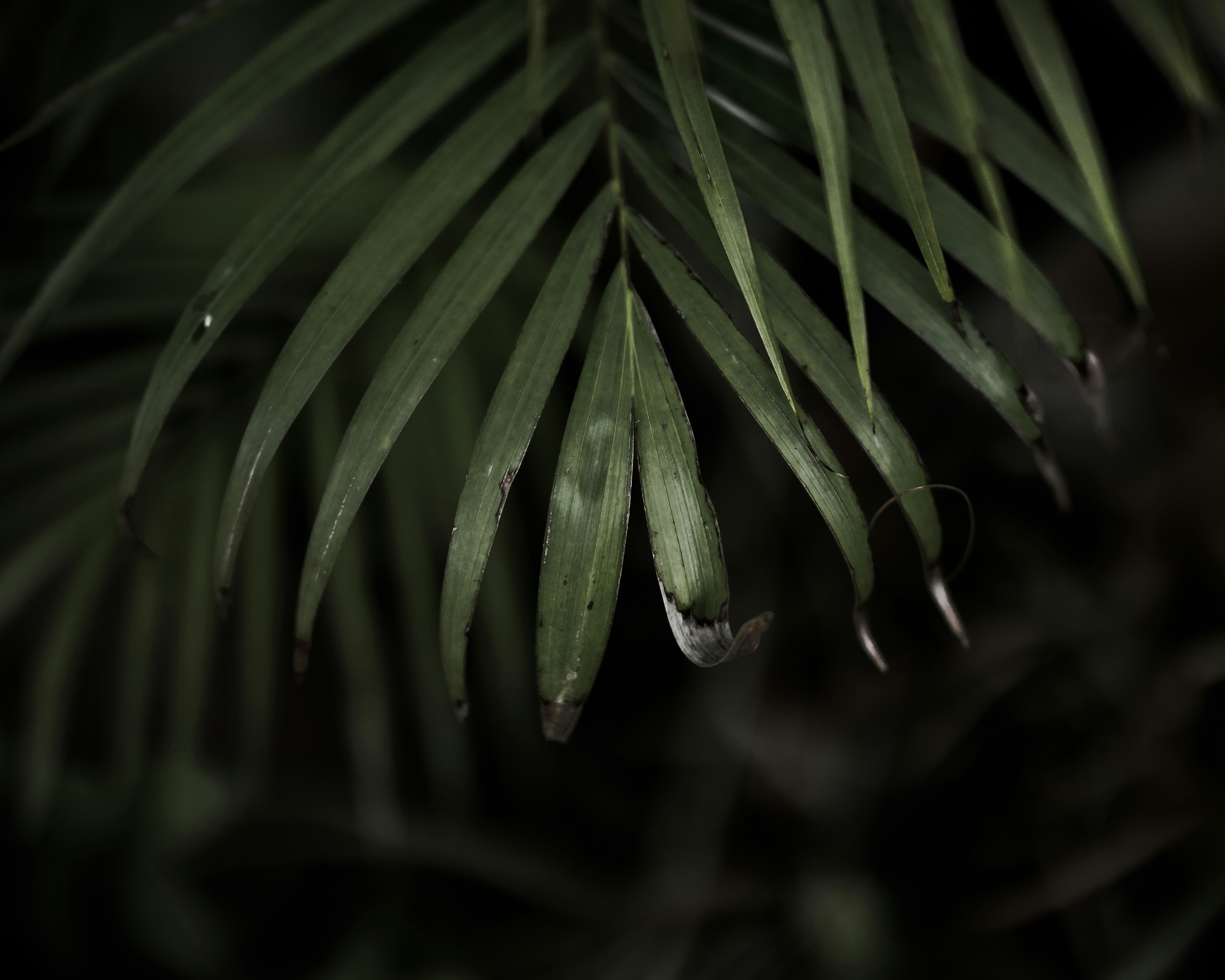 green leaf plant with water droplets